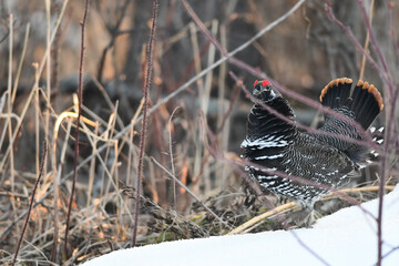 A male Spruce Grouse (Canachites canadensis) struts through Alaska's boreal forest in search of a...