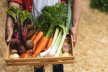 Midsection of caucasian mature man carrying various harvested fresh vegetables in backyard