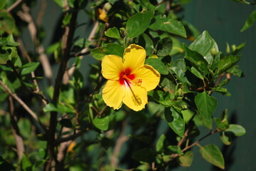 yellow flower with red centre on a tropical island vacation