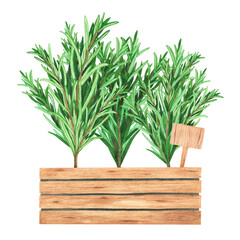 Bouquet fresh rosemary in wooden pot with plant tag. Watercolor illustration Isolated on white. Art for design, textiles