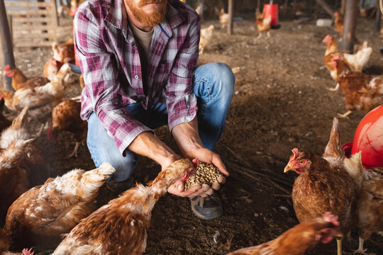 Low section of young male homesteader feeding hens with cupped hands at organic farm