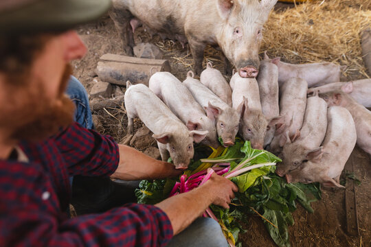 Man crouching while feeding rhubarb leaves to pigs and piglets at pen