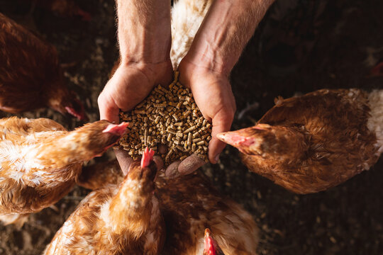 Cropped cupped hands of man with pellets feeding hens at domestic pen in farm