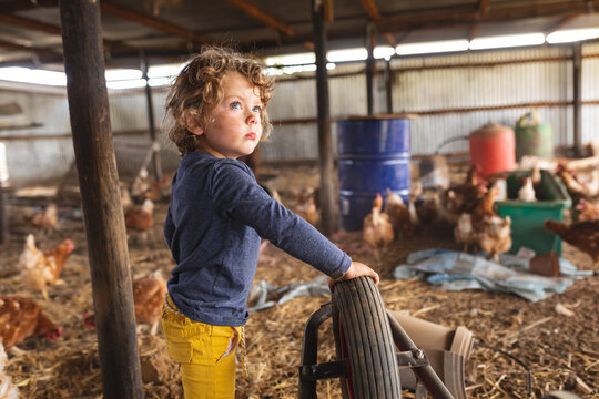 Naklejki Cute blond boy looking away while standing near hens in pen at organic farm