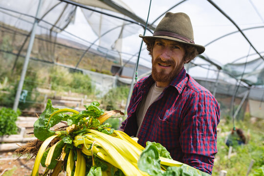 Portrait of bearded young male farmer harvesting green crops from greenhouse