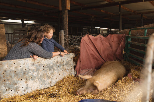 Woman pointing at pig sleeping on hay while showing to son at pen