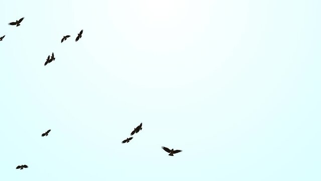 A flock of migratory birds. set of black silhouettes of birds flying in the sky Loop Backgrounds. group of birds flying. Flock gulls flying in sea, freedom of sea life, free and active summer vacation