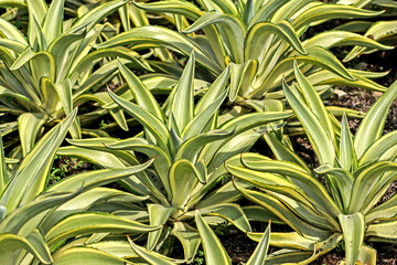 The cactus in the garden