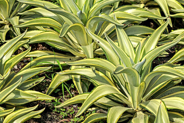 The cactus in the garden