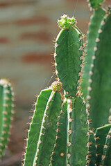 The cactus in the garden