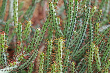 The cactus in the garden