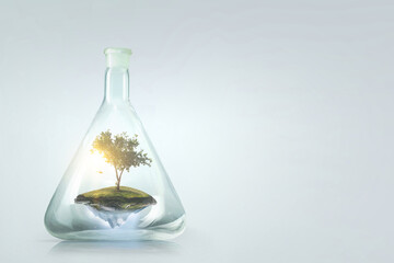 Tree growing inside clear glass bottle