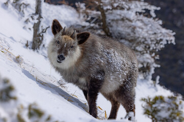 ニホンカモシカ