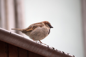 portrait of a sparrow