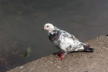 white dove on a parapet