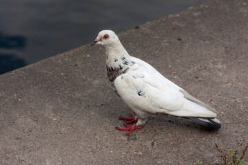 portrait of a white dove