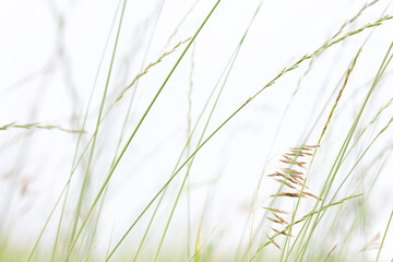 Naklejka premium Summer field with green ears and white sky