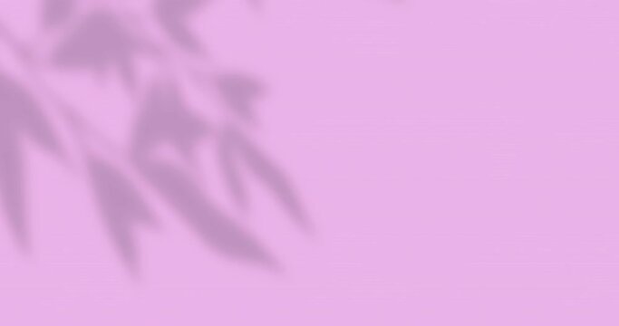Animation of window shadow of leaves with copy space over pink background