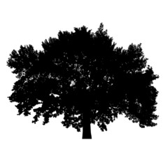Silhouette of tree - obrazy, fototapety, plakaty