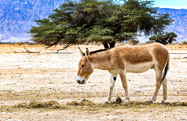Onager is semi-domesticated donkey inhabits nature reserve parks in the Middle East
