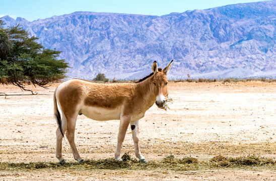 Onager is semi-domesticated donkey inhabits nature reserve parks in the Middle East