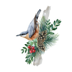Nuthatch bird on pine and boxwood branches. Watercolor illustration. Forest bird on a tree branch. Natural rustic decor. Nuthatch with evergreen pine, boxwood, red berries, cones - obrazy, fototapety, plakaty