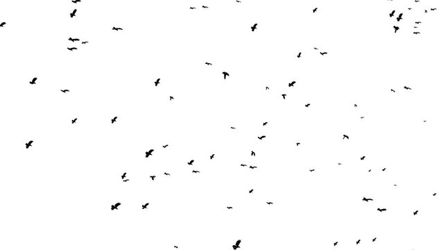 4k Backgroud of A large flock of flying birds in the sky water. Bird swarm flies over the lake in the park in summer at sunset. Many birds fly together in the evening. Environmentally friendly nature.