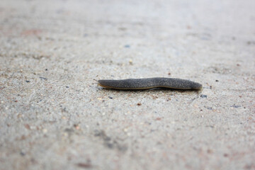leech-like animal Out in the rain on the streets