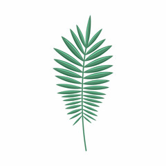 Green palm branch on a white background