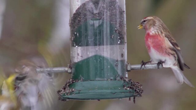 A linnet being chased away from a bird feeder by goldfinches.