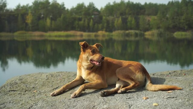 Beautiful red yellow cur dog with golden chainlet collar