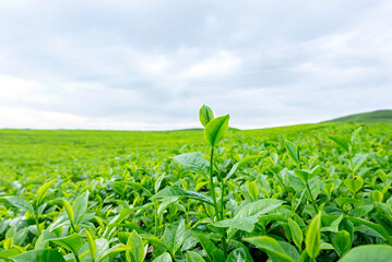 View of tea plantations