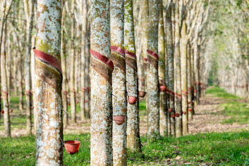Rubber trees with latex cups