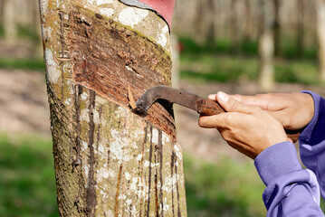 Farmer collecting latex from a rubber tree