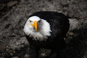 american bald eagle