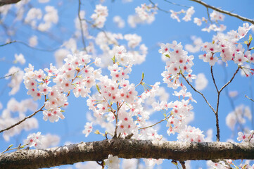 小枝に咲く満開の桜	