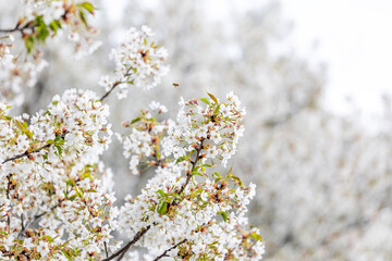 Cherry blossoms in the park in spring