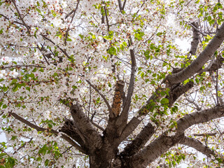 Cherry blossoms in the park in spring