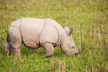 Fototapeta premium Greater one-horned Rhinoceros mom and her calf graze on the grasslands of Kaziranga, India 