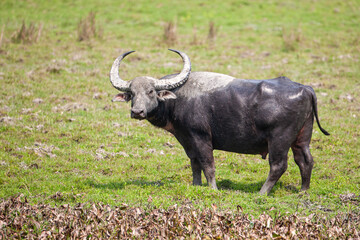 Indian water buffalo relaxing in the lakes of Kaziranga National Park