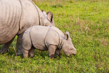 Fototapeta premium Greater one-horned Rhinoceros mom and her calf graze on the grasslands of Kaziranga, India 
