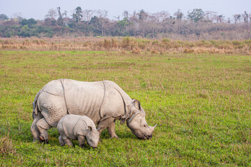 Greater one-horned Rhinoceros mom and her calf graze on the grasslands of Kaziranga, India  © wayne
