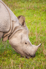 Greater one-horned Rhino in the open plains of Kaziranga National Park, India
