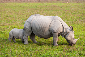 Fototapeta premium Greater one-horned Rhinoceros mom and her calf graze on the grasslands of Kaziranga, India 