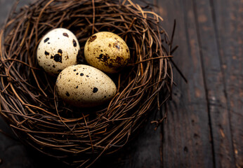 Naklejka na ściany i meble quail eggs in a nest on a wooden background. Quail breeding business, poultry farming