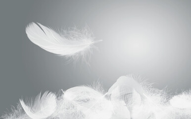 Soft White Bird Feathers Falling in The Air. Floating Feathers. Down Swan Feathers.  - obrazy, fototapety, plakaty
