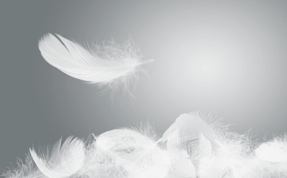 Soft White Bird Feathers Falling in The Air. Floating Feathers. Down Swan Feathers. 