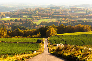10月の北海道美瑛、畑の中の一本道・日本