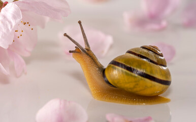 A cute snail crawl to beautiful cherry blossom in light background