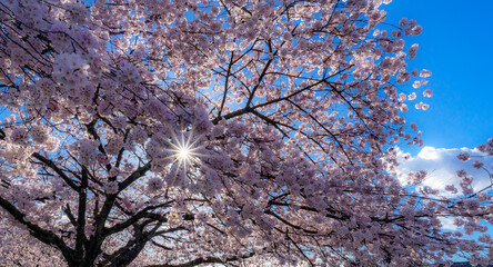 Spring cherry blossom in sunshine blue sky